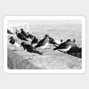 Birds and People relaxing at the beach Sticker